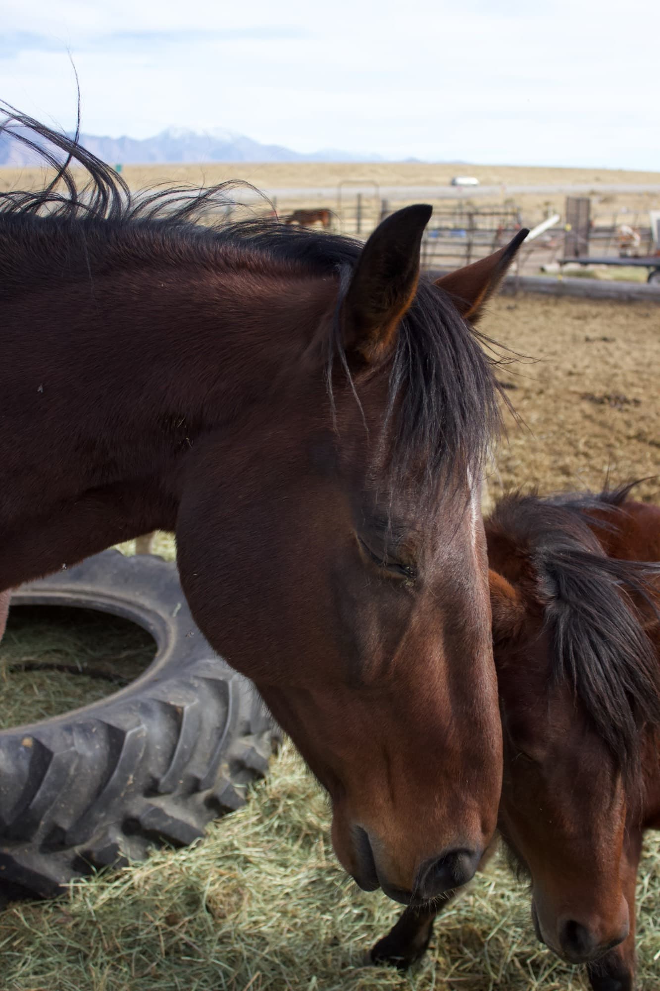 Two bay horses stand close together, heads lowered and eyes soft, beside a tire feeder.
