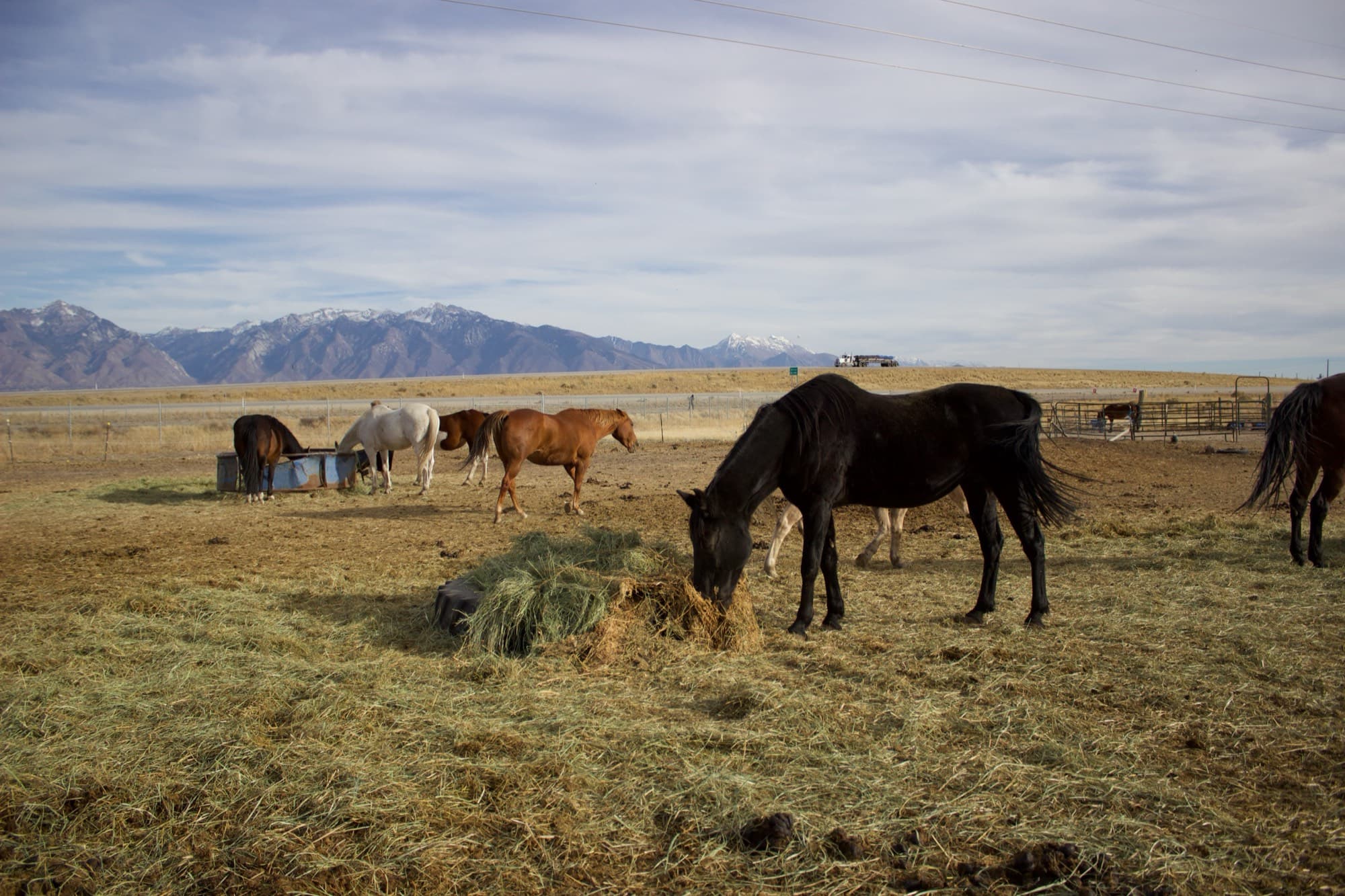 A black horse grazes on hay in the foreground while the herd eats beneath snow-capped mountains.